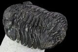 Bargain, Morocops Trilobite - Visible Eye Facets #92329-3